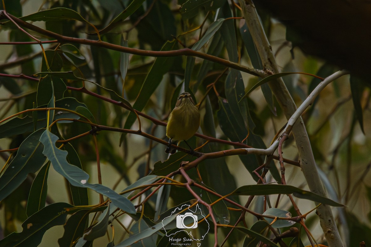 Weebill - ML638316091