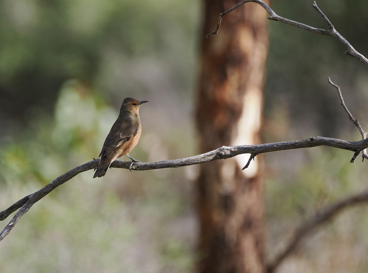 Rufous Treecreeper - ML638316104