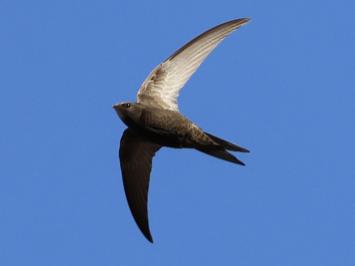 Common Swift - ML638316113