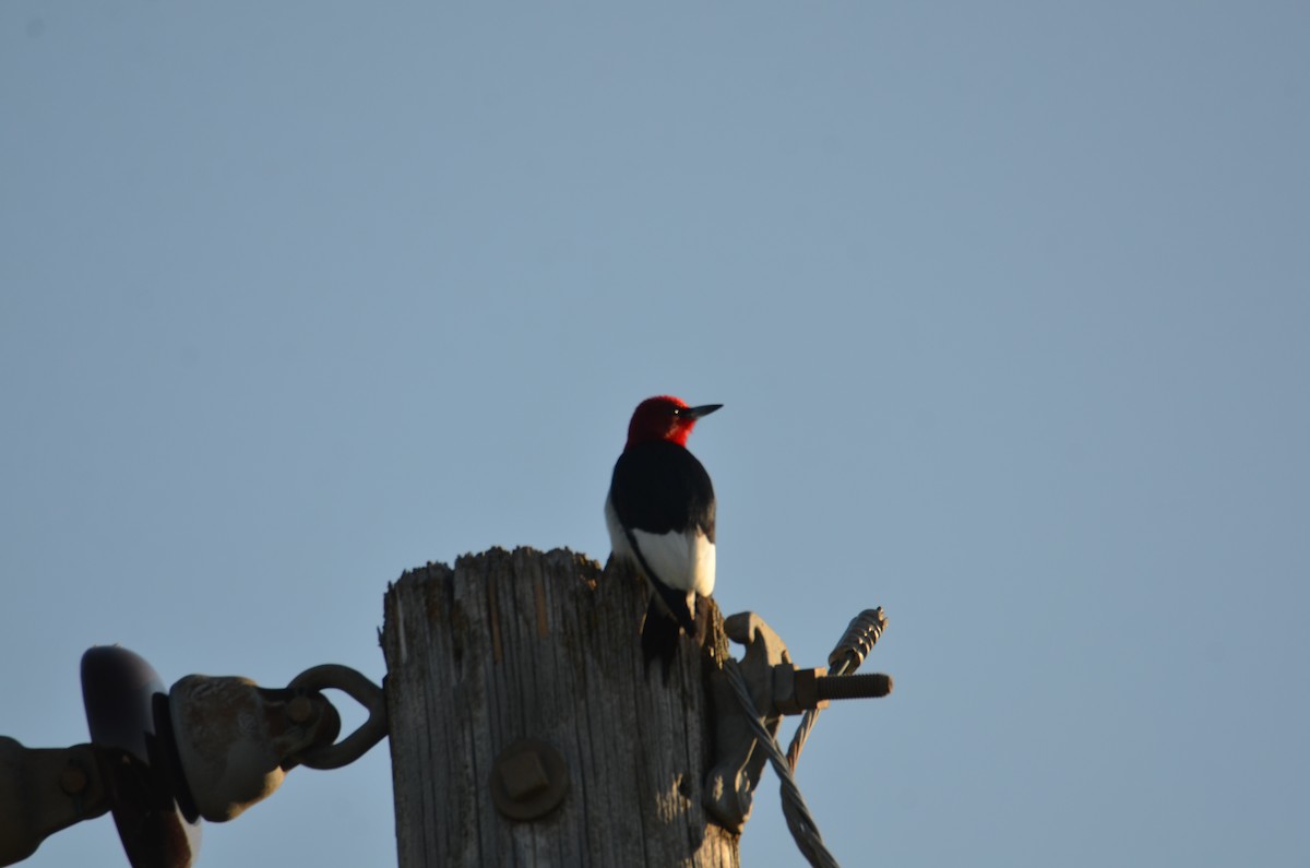 Red-headed Woodpecker - ML638316120