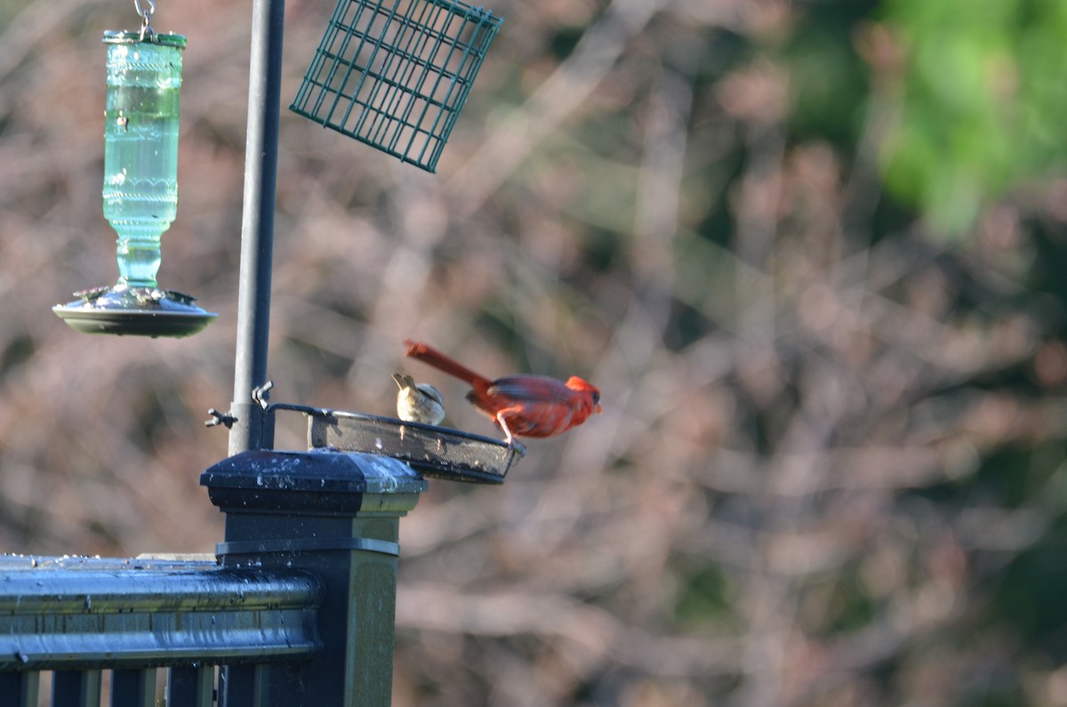 Northern Cardinal - ML638316124