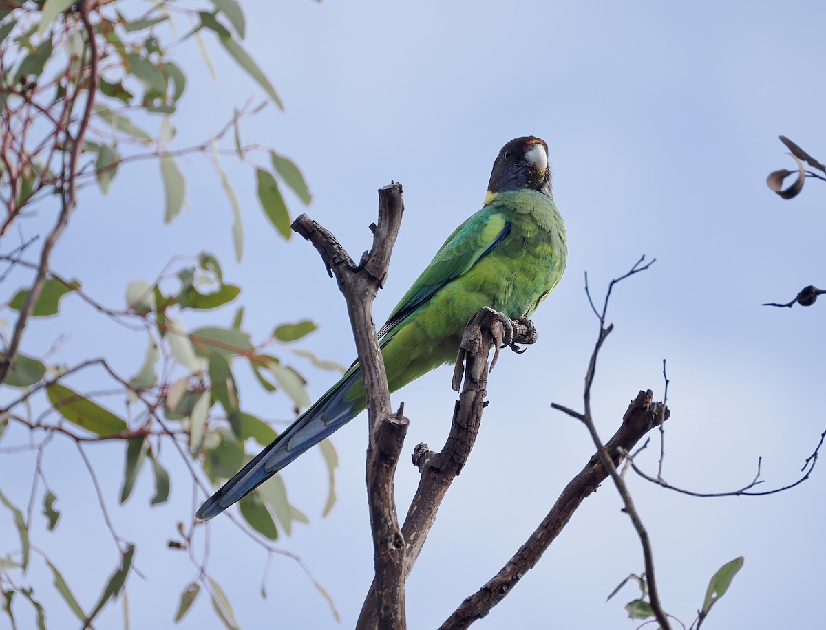 Australian Ringneck (Twenty-eight) - ML638316125