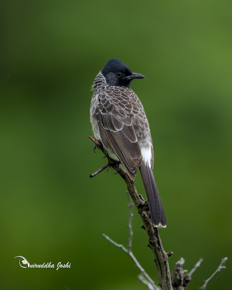 Red-vented Bulbul - ML638316126
