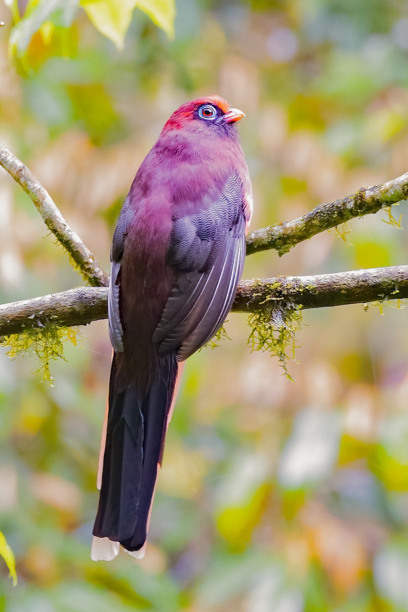 Ward's Trogon - ML638316145