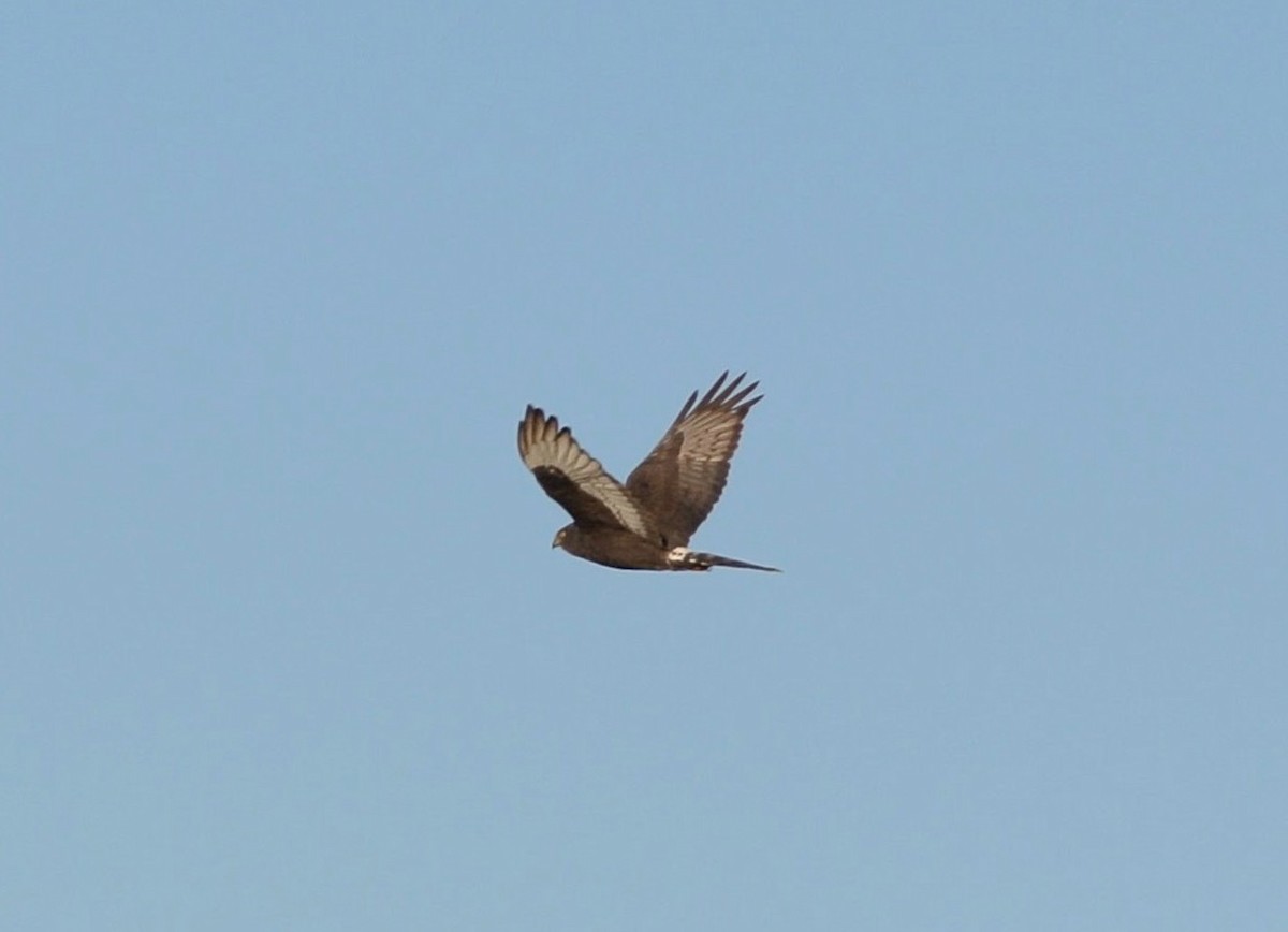 Black Harrier - ML638316150