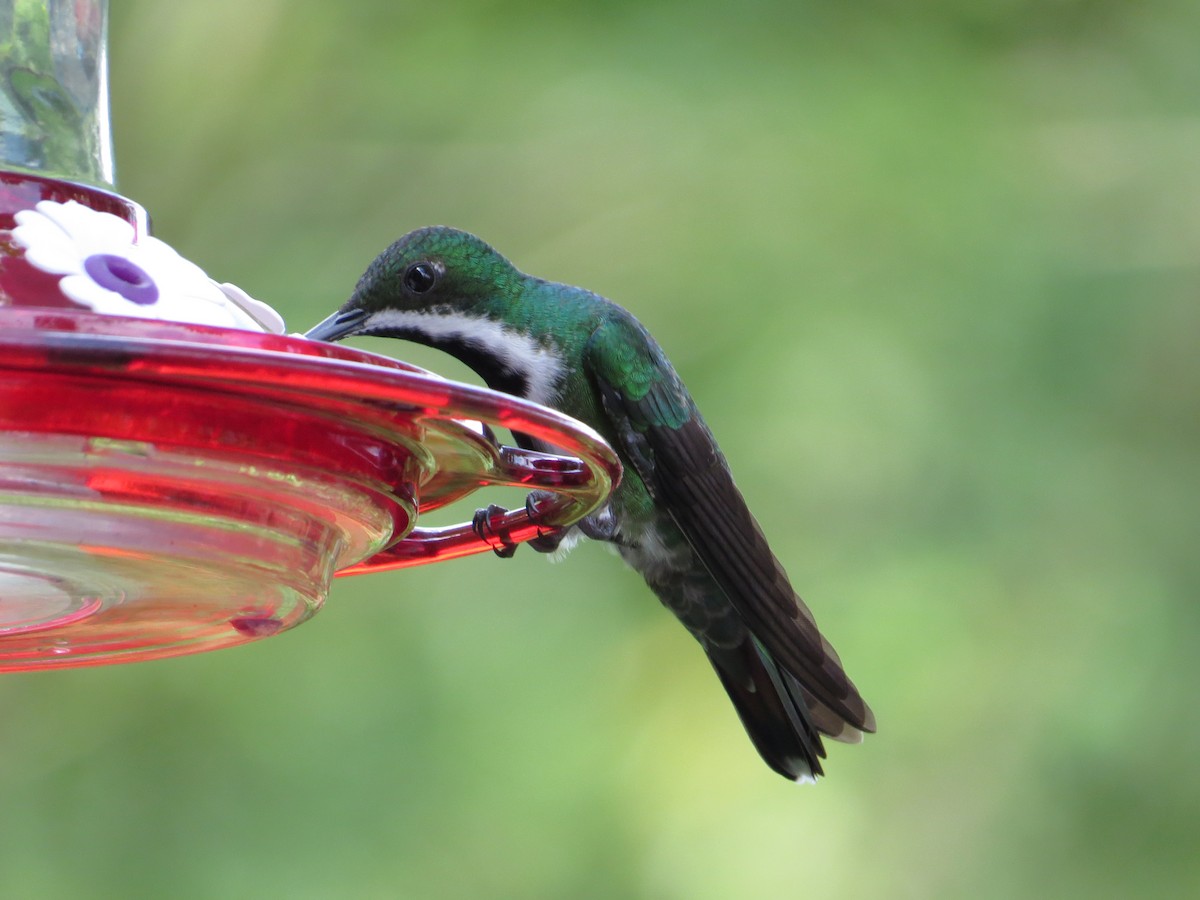 Black-throated Mango - ML638316153