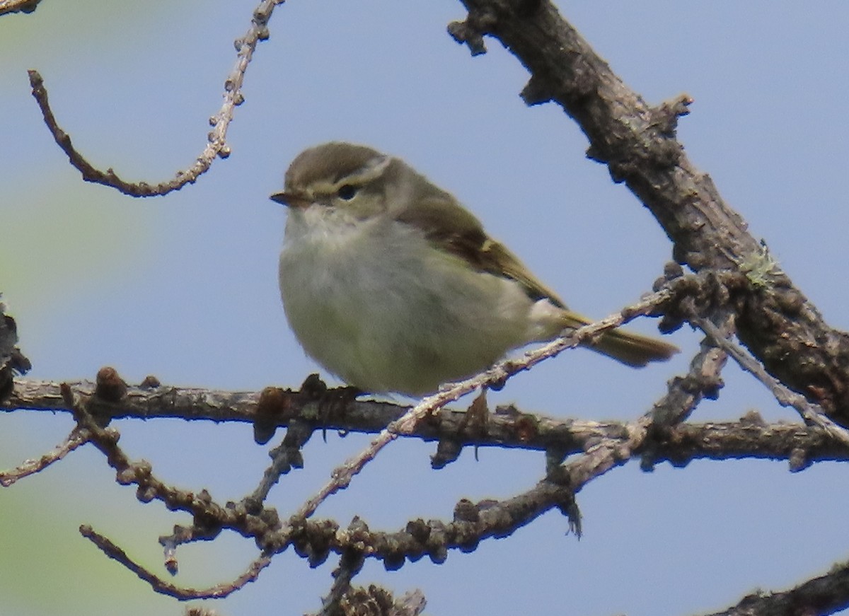 Yellow-browed Warbler - ML638316154