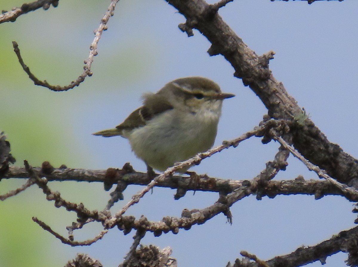 Yellow-browed Warbler - ML638316155