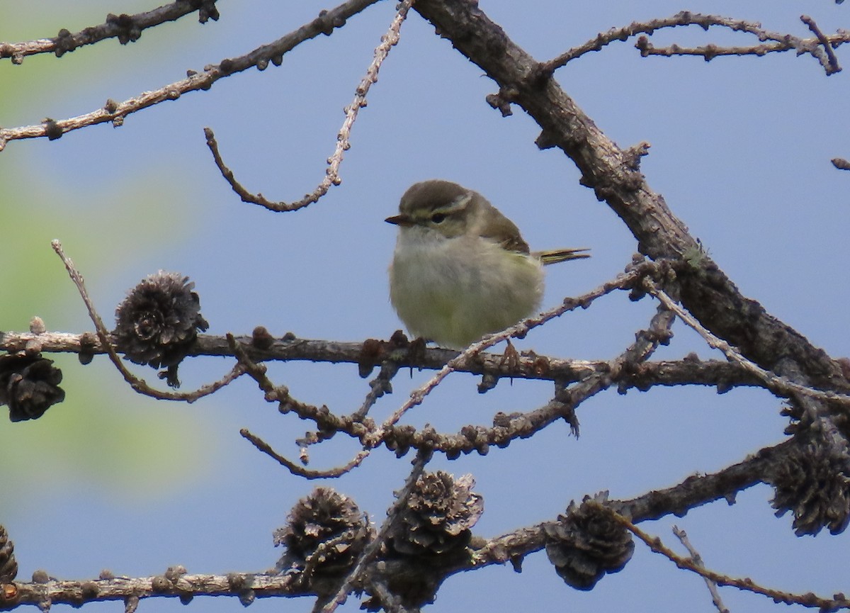 Yellow-browed Warbler - ML638316157