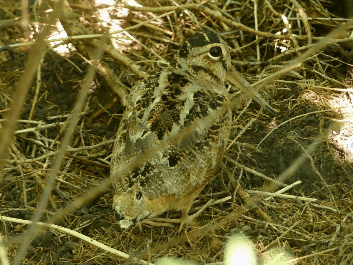アメリカヤマシギ - ML638316159