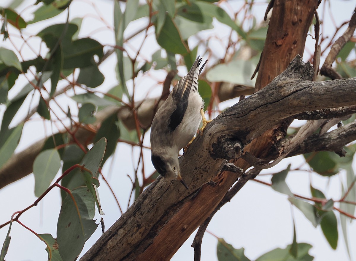 Varied Sittella (Black-capped) - ML638316183
