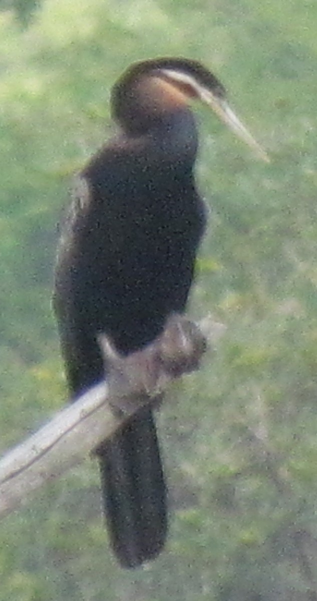 Yılanboyun - ML638316195
