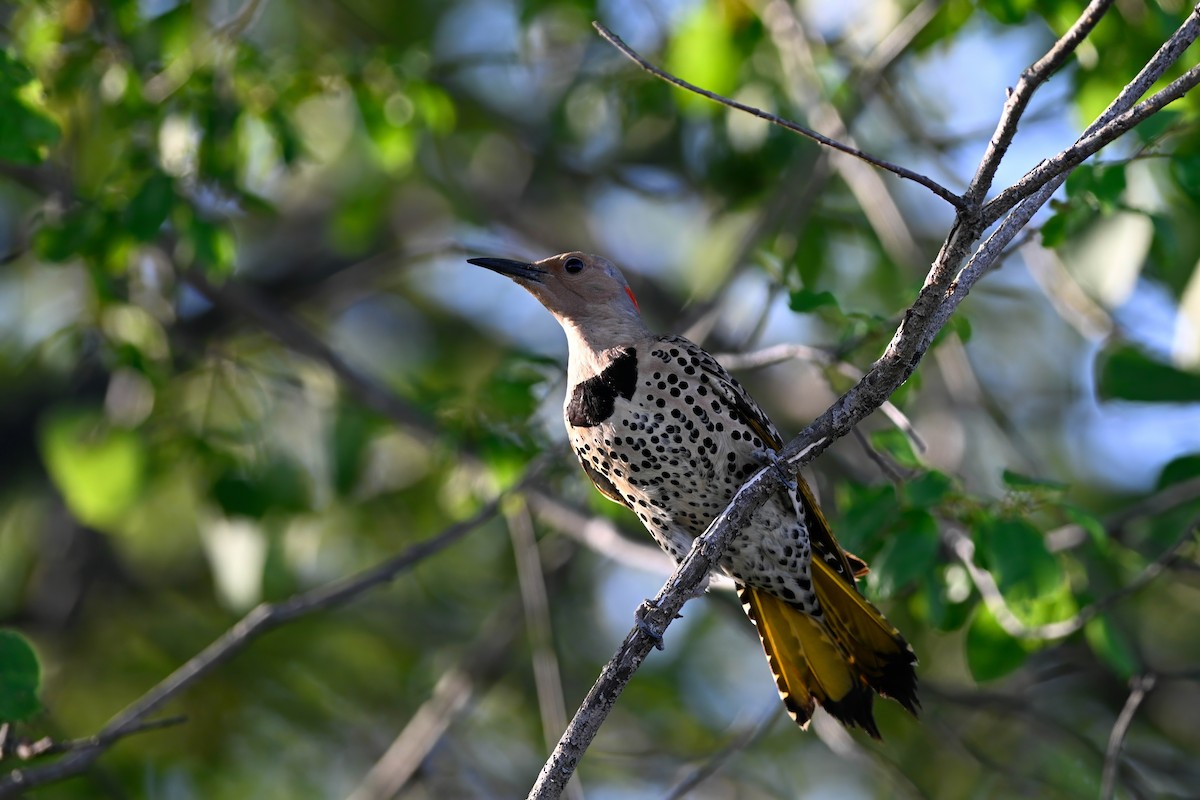 Carpintero Escapulario - ML638316206