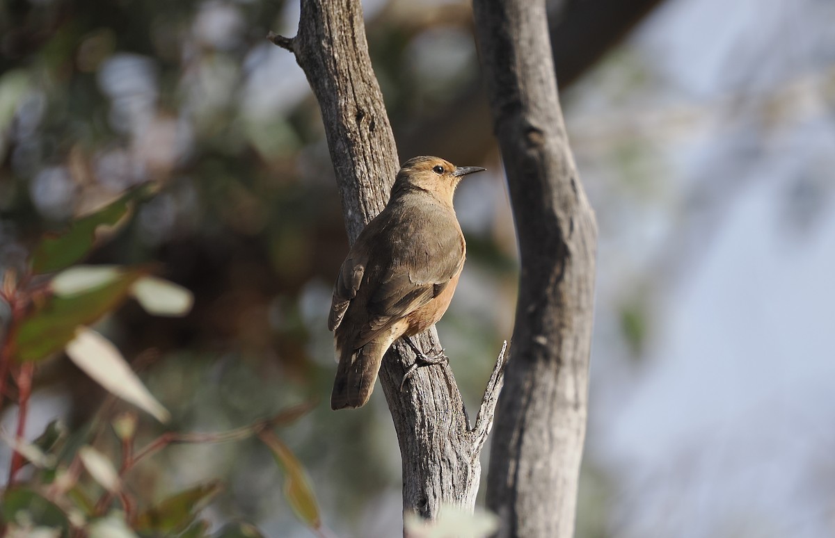 Rufous Treecreeper - ML638316210