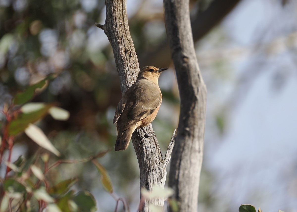 Rufous Treecreeper - ML638316211
