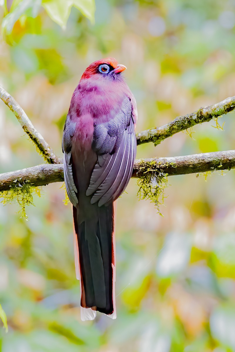 Ward's Trogon - ML638316218