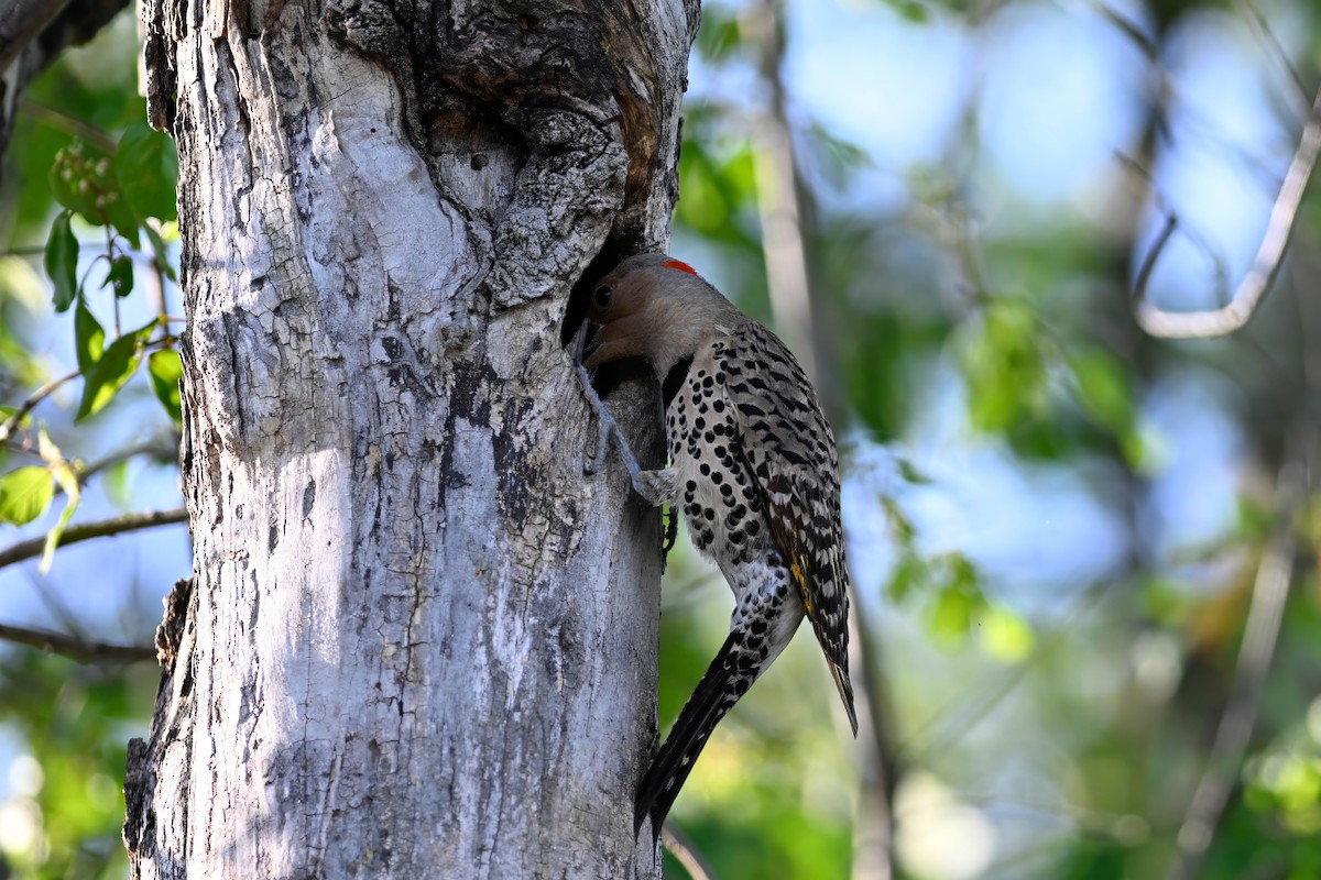 Carpintero Escapulario - ML638316220