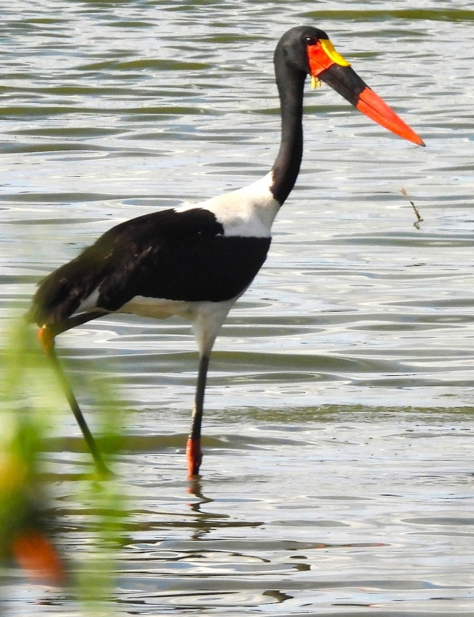 Jabiru afrikarra - ML638316228