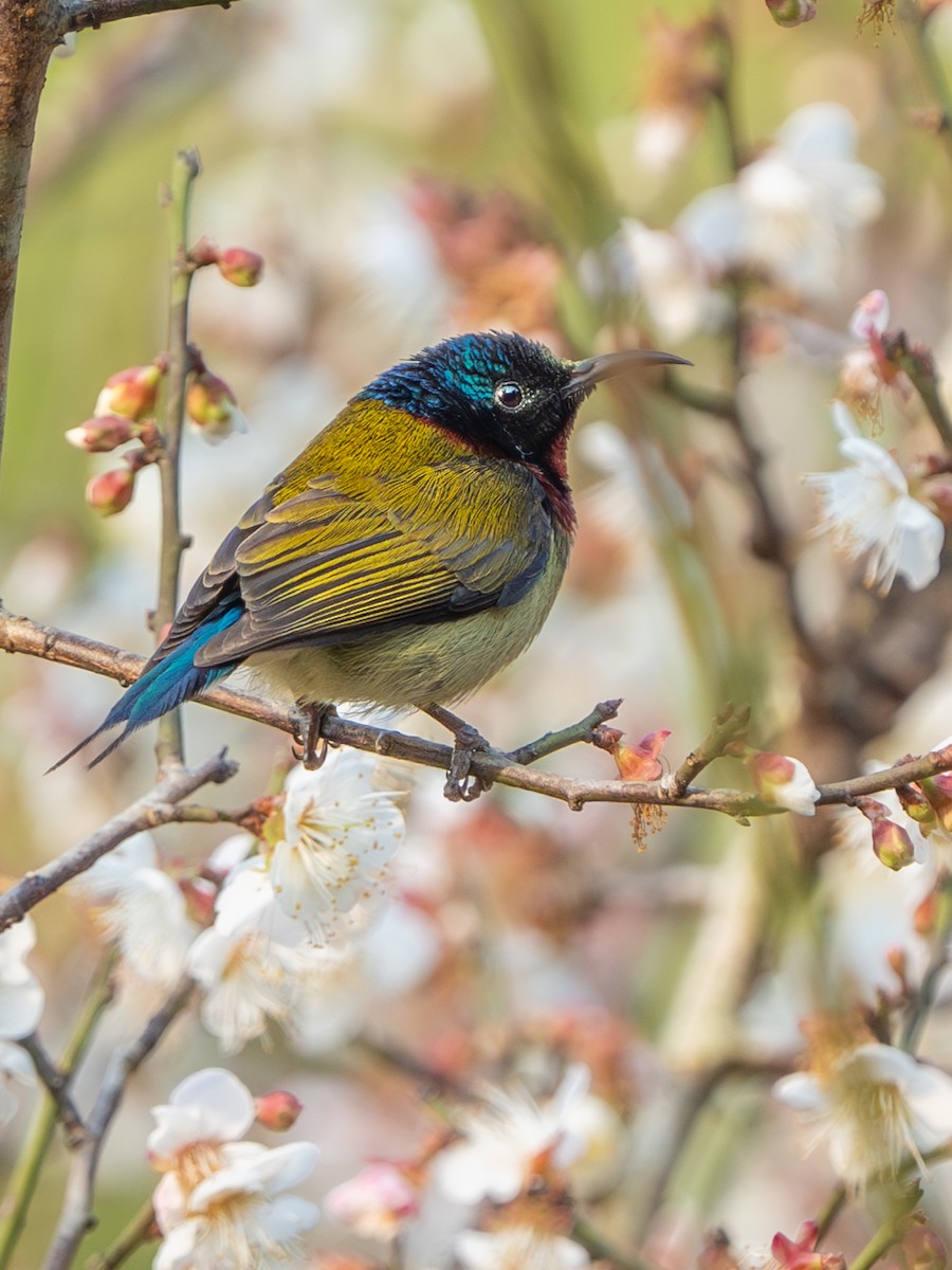 Fork-tailed Sunbird - ML638316229