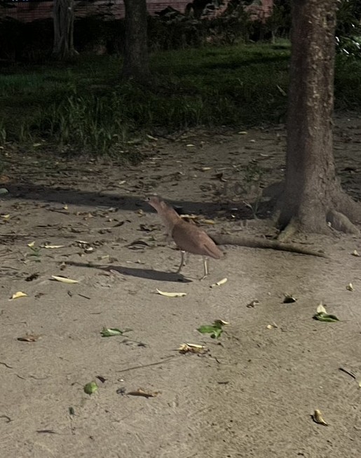 Malayan Night Heron - ML638316230