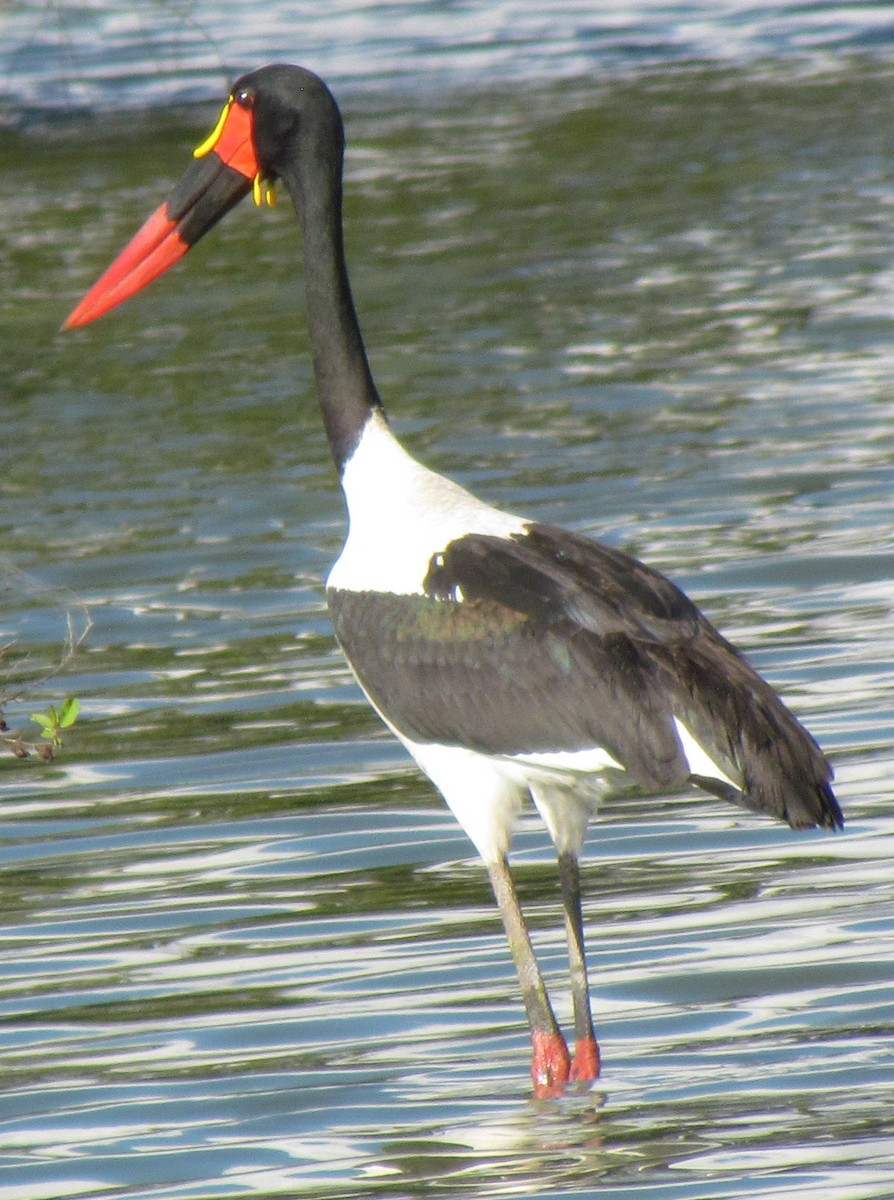 Jabiru afrikarra - ML638316231