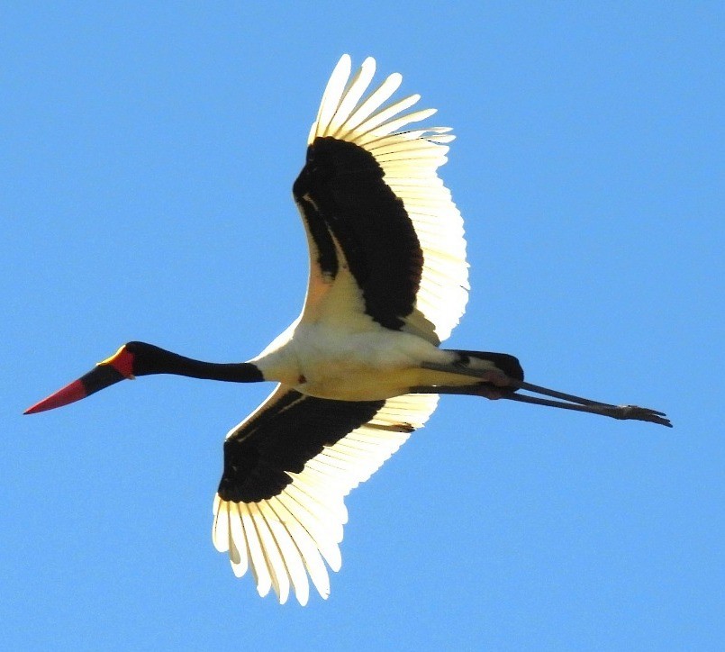 Jabiru afrikarra - ML638316233