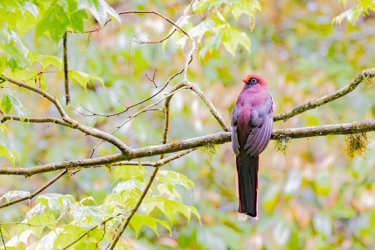 Ward's Trogon - ML638316238