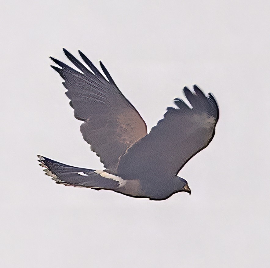 Harris's Hawk - ML638316239