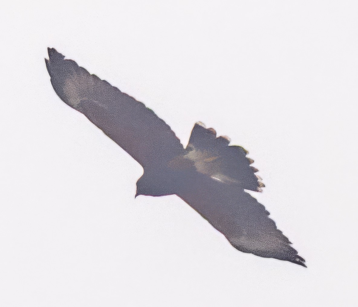 Harris's Hawk - ML638316240