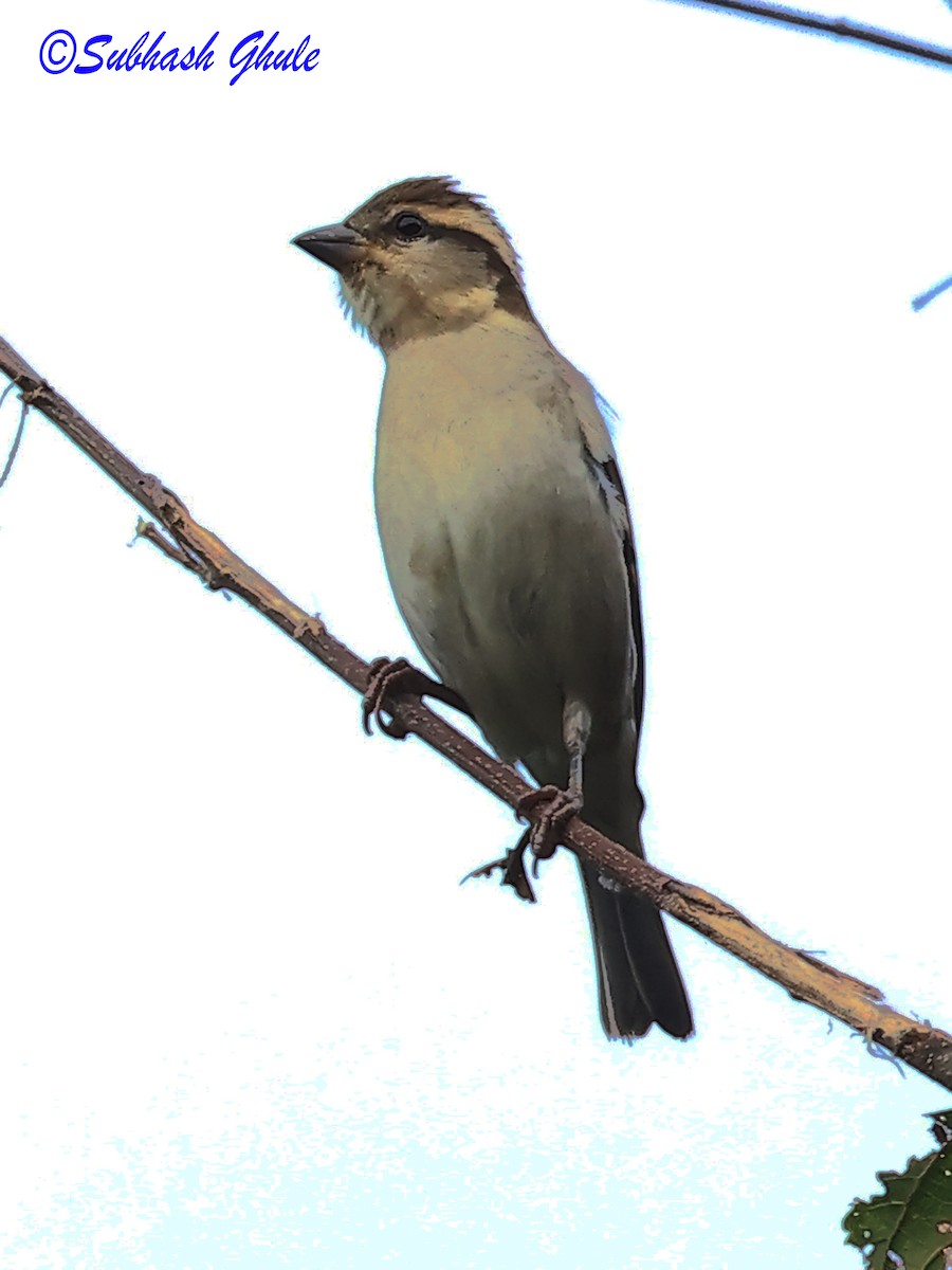 Russet Sparrow - ML638316241