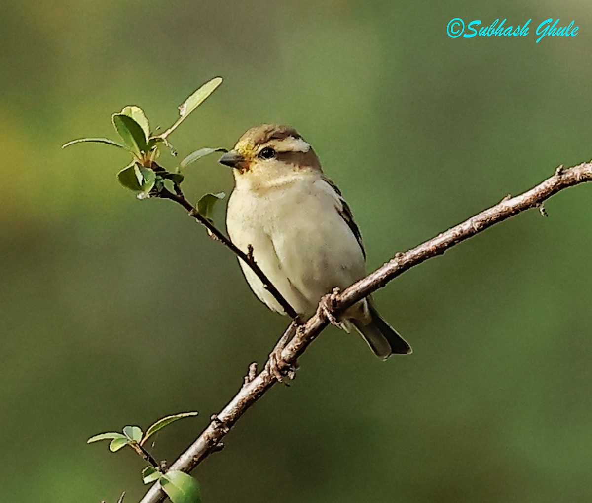 Russet Sparrow - ML638316242