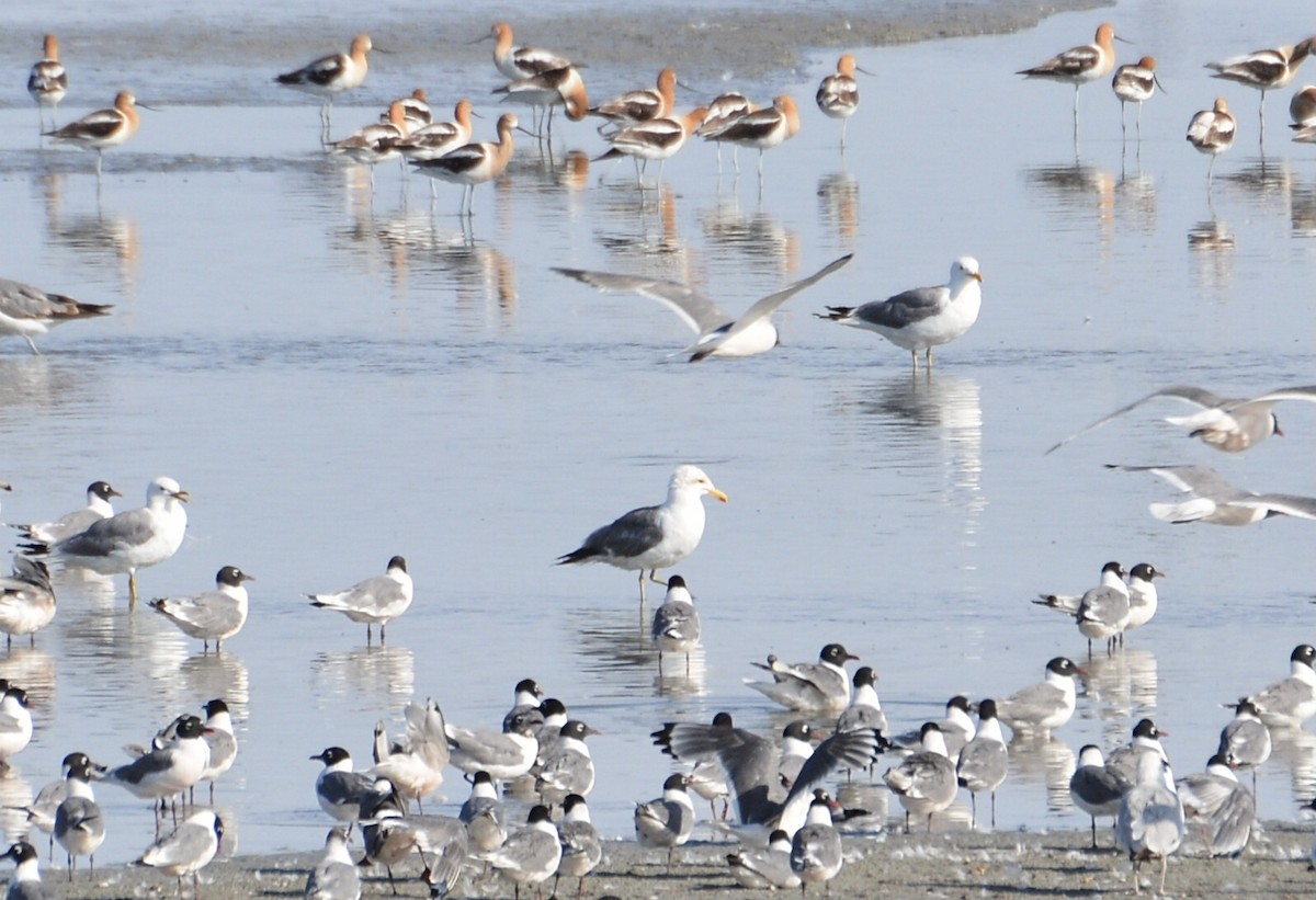 Gaviota Californiana - ML638316244