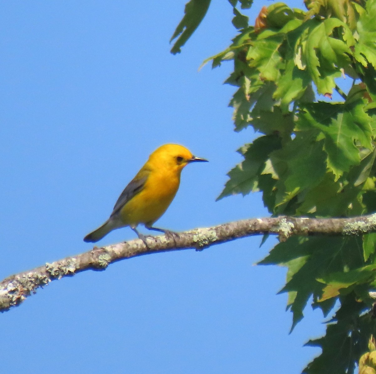 Prothonotary Warbler - ML638316248