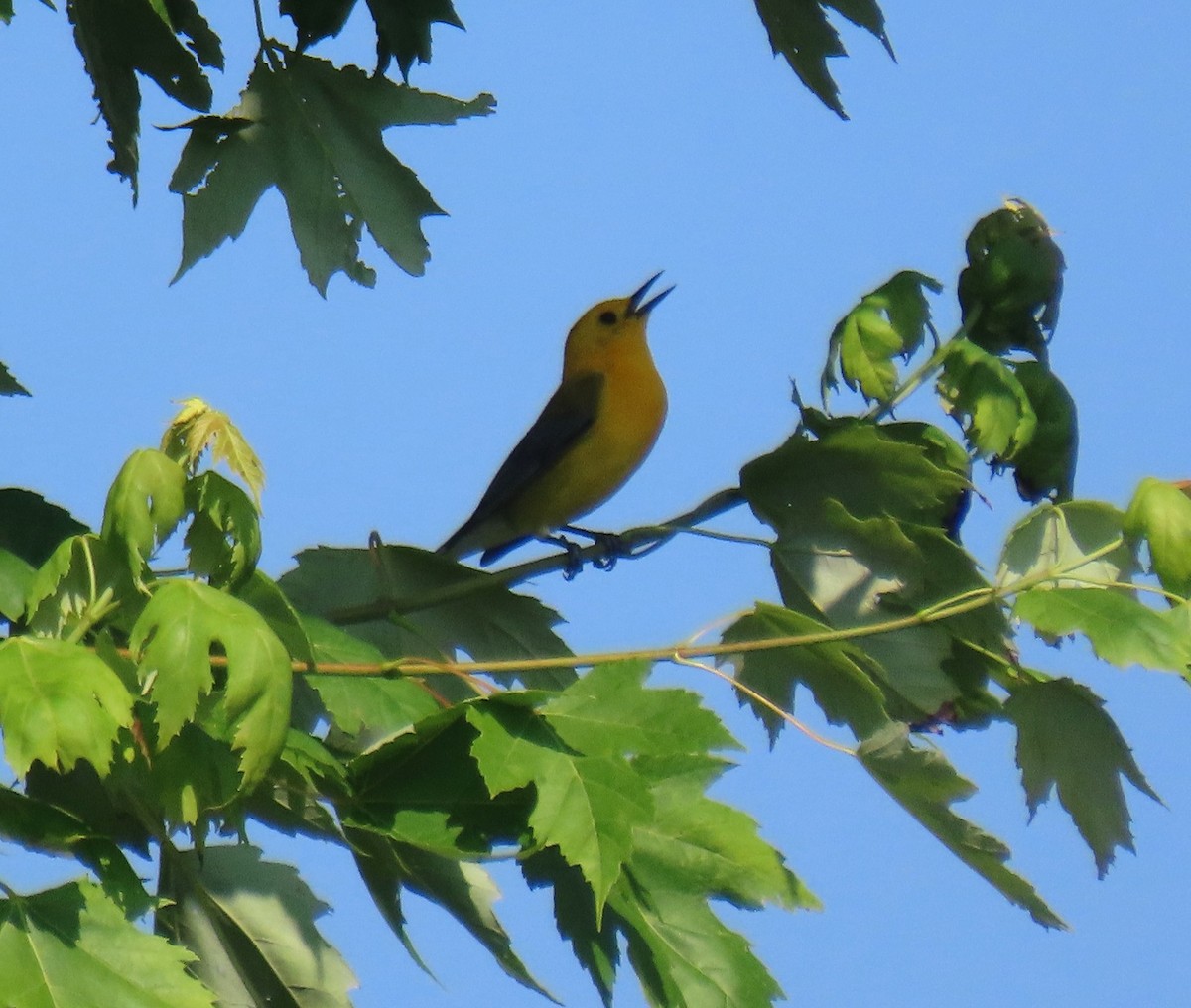 Prothonotary Warbler - ML638316249