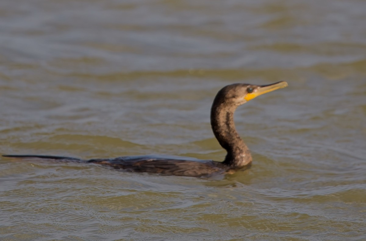 Neotropic Cormorant - ML638316250