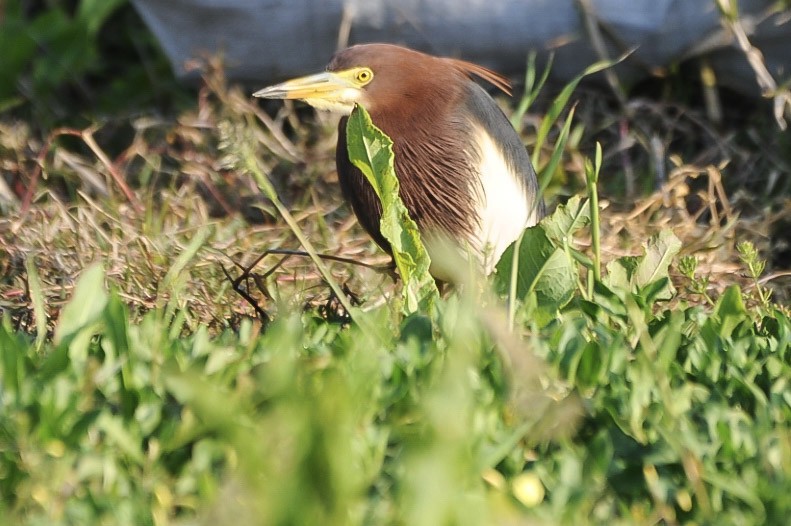 Chinese Pond-Heron - ML638316251