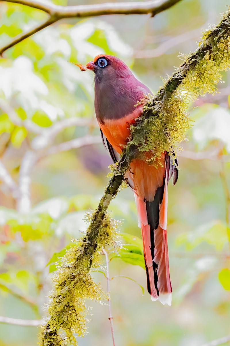 Ward's Trogon - ML638316252