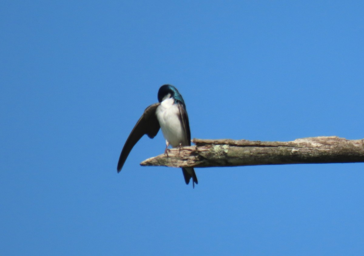 Tree Swallow - ML638316257