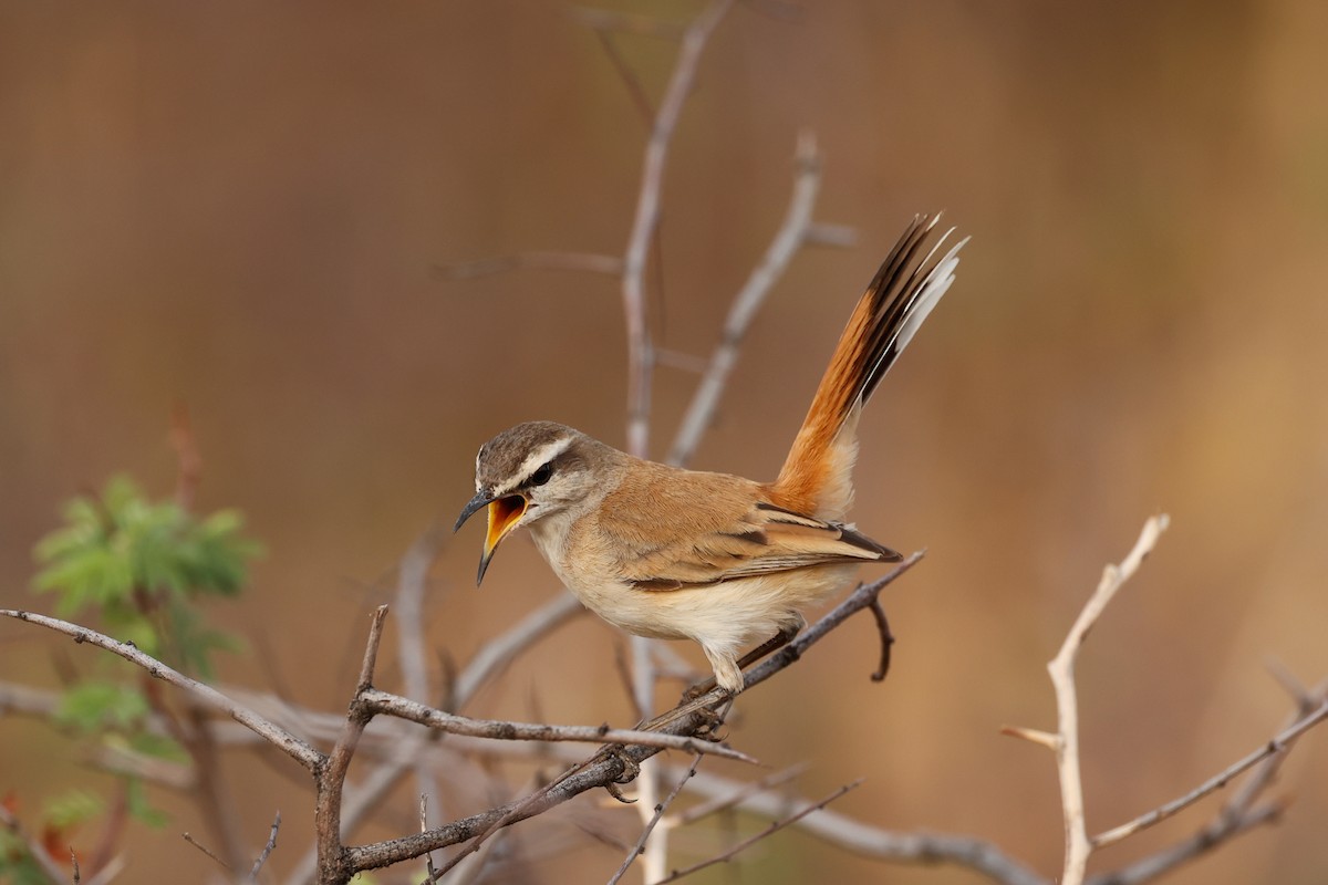 White-browed Scrub-Robin - ML638316259