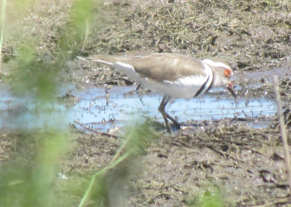 Three-banded Plover - ML638316274