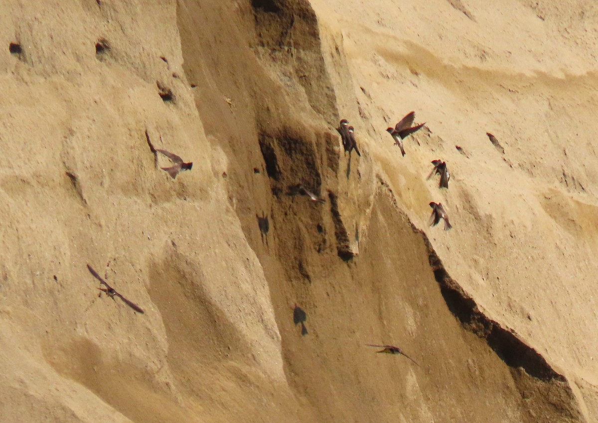 Bank Swallow - ML638316281