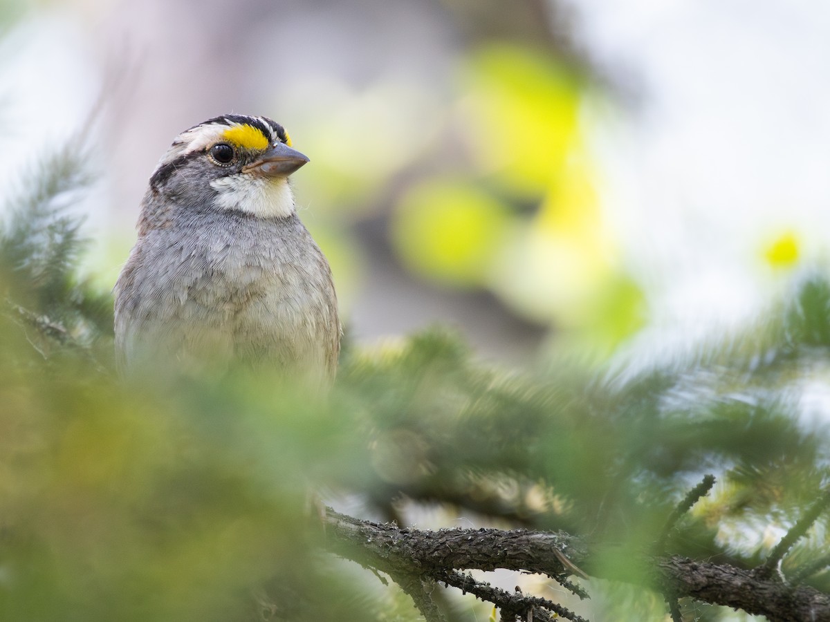 White-throated Sparrow - ML638316282