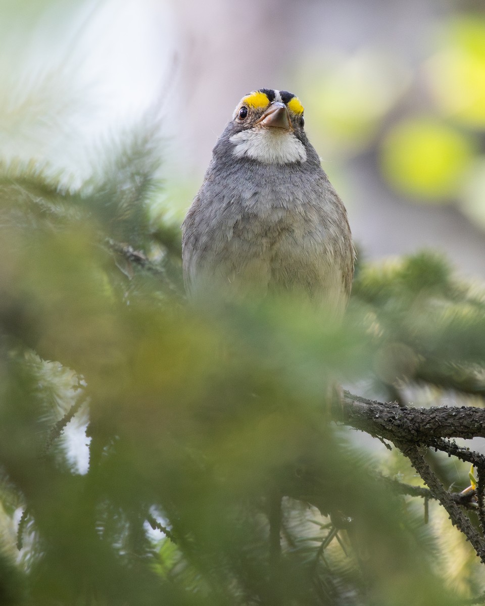 White-throated Sparrow - ML638316283