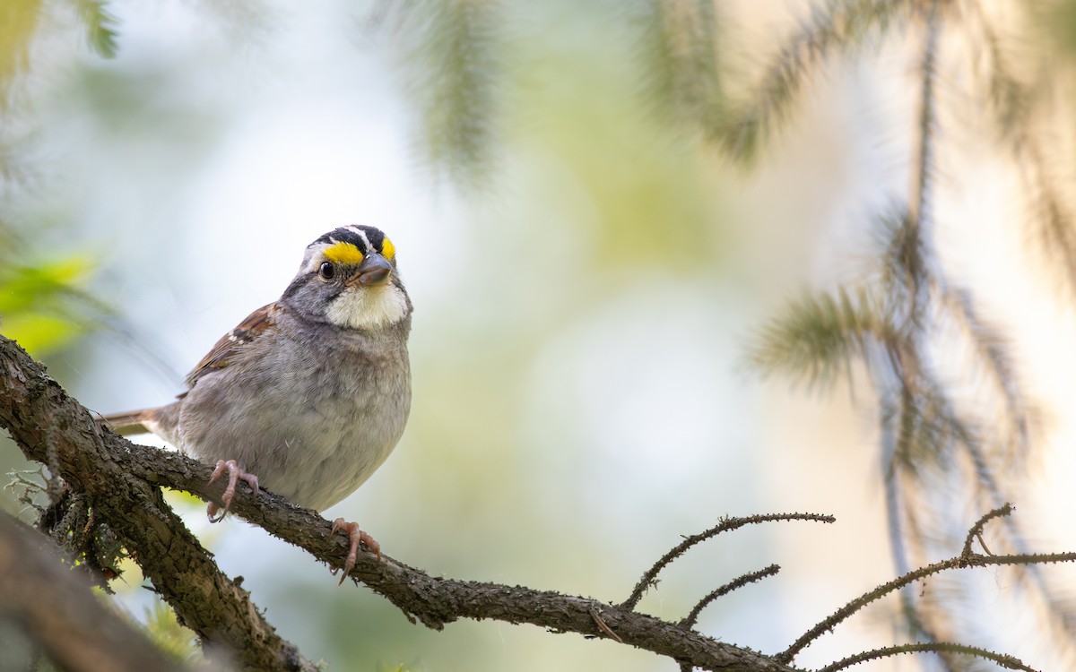 White-throated Sparrow - ML638316284