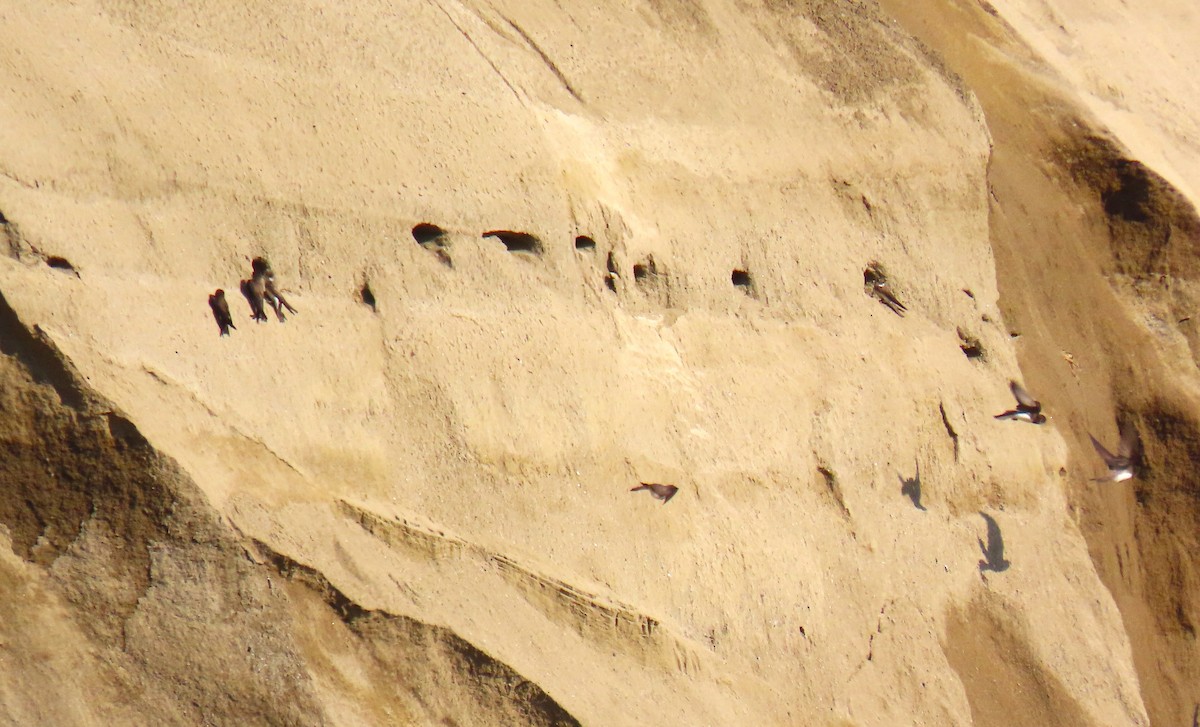 Bank Swallow - ML638316285