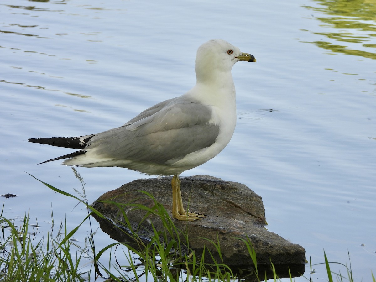 Ring-billed Gull - ML638316292