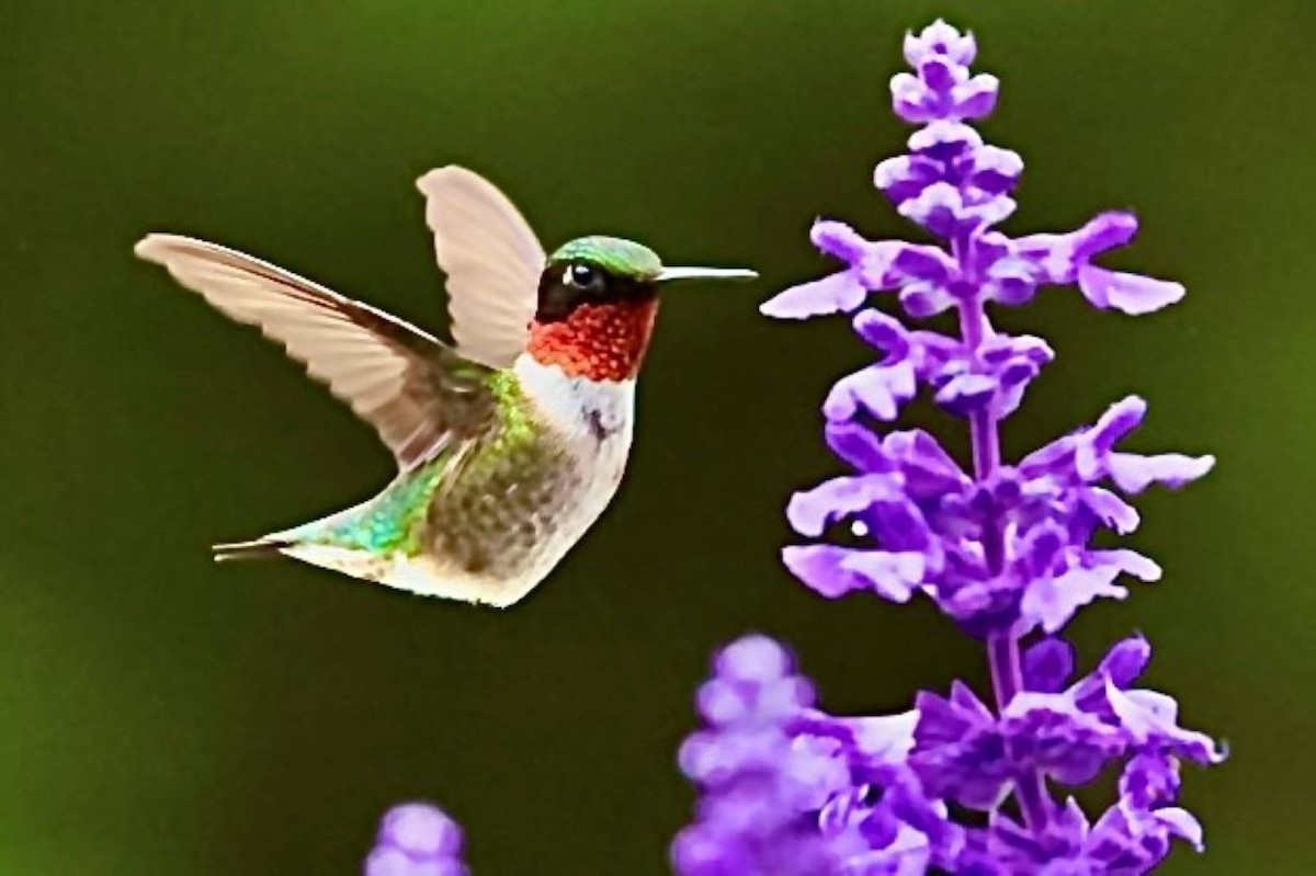 Ruby-throated Hummingbird - ML638316318