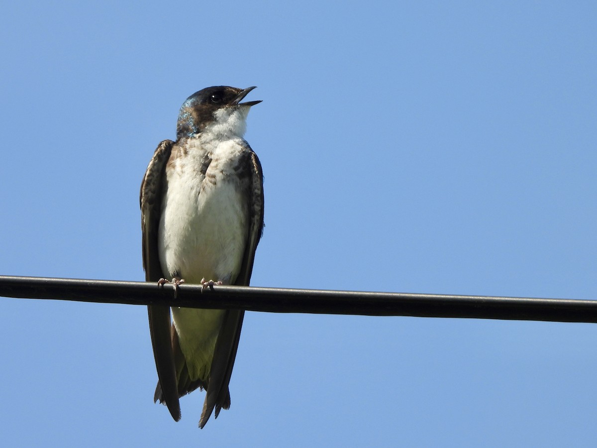 Tree Swallow - ML638316338