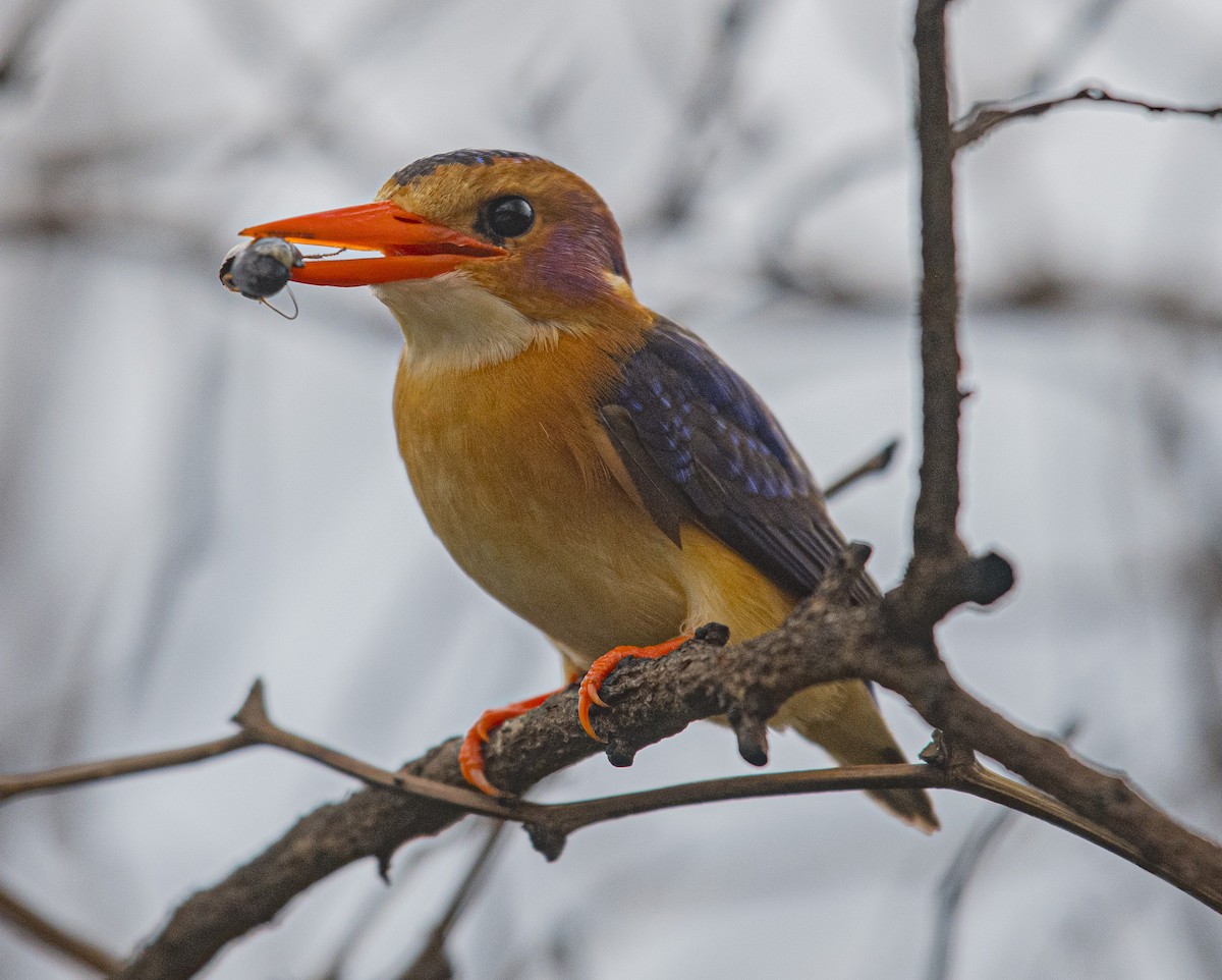 African Pygmy Kingfisher - ML638316340