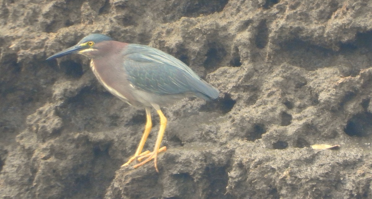 Green Heron - ML638316342